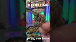 Prickly Pear Strain testing in at 28% is an India leaning Hybrid by Grow Sciences in Arizona.