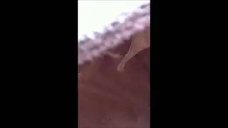 Wood Pellet Dust Collector