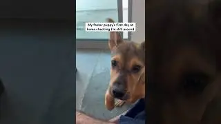 НЕ МОГУ ПОВЕРИТЬ В РЕАКЦИЮ ПРИЁМНОГО ЩЕНКА
