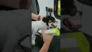 puppy overload2 #grooming #petgrooming #doglife #cute #mobilegrooming #doglife