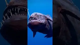 imagens do Peixe Diabo Negro #diabonegro #abissal #peixeraro