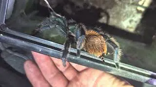 Green bottle blue tarantula 