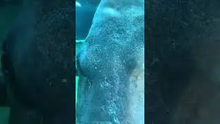 Close-up Video of a Fish in Aquarium #shorts