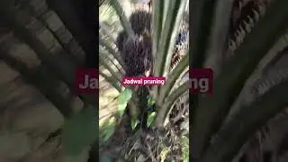 jadwal pruning yg tepat supaya hasilnya mantap