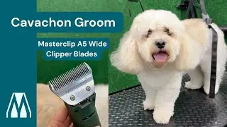 Using The No 5 wide Clipper Blades for Dog Grooming with Masterclip A5 Blades #cavachon #doggrooming