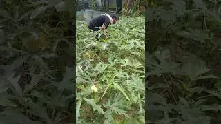 ঢেঁড়স বড় হলে  ক্ষেত  থেকে কিভাবে তোলা হয়