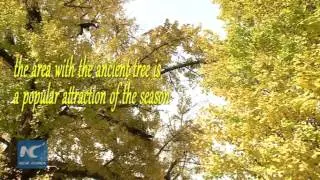 Stunning beauty of 4,000-year-old ginkgo tree