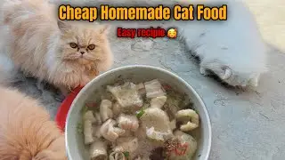 How I Make Raw Cat Food 🍲 | cheap homemade cat food for persian cats
