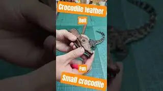 small crocodile leather belt