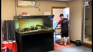 Incredible of Aquarium Setup: Betta Fish, Goldfish, Tropical and Koi Fish Care Tips #95