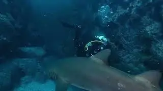 VR Experiences: Oceania VR (The Shark Cave)