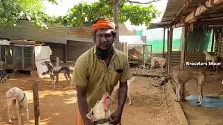ஆட்டோ ஓட்டுநரின் பகுதி நேர நாட்டு நாய்கள் வளர்ப்பு மற்றும் விற்பனை