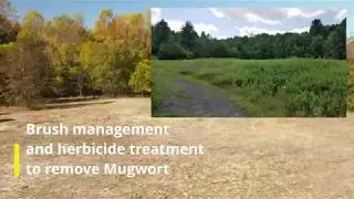 Ireland Brook Conservation Area 10/24/2019