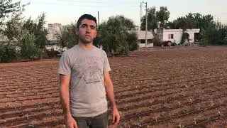 Как посадить рассаду капусты?