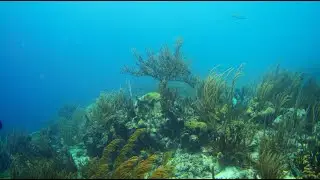 Diving Bonaire's East Coast