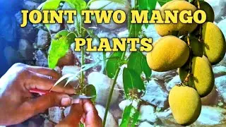 MANGO GRAFTING// HOW TO JOINT TWO MANGO PLANT