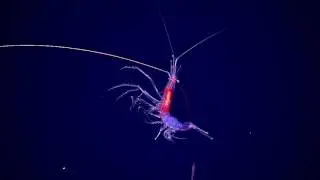 Mariana 2016 - Glowing shrimp