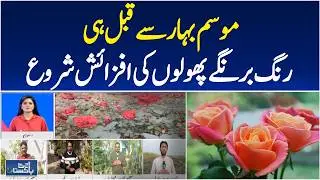 Spring Flowers 2026 | Colorful Blooms & Nurseries | Flower Market Trends