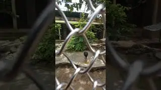 Black Crowned Crane | Alipore Zoo