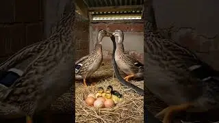 The duck battle is fierce! 🦆🐍🥚