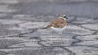 Stock Video - Killdeer searching for food on the asphalt after the rain