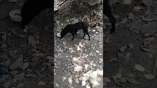 🐶#dogsbarkingandhowling #dog #dogshorts #dog #aweasome #puppylovers  🐕