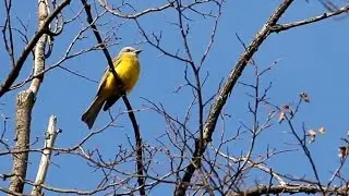 A Rare Couch's Kingbird in New York City