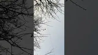 چوری کی نئ واردات انسانوں کی جان خطرے میں 