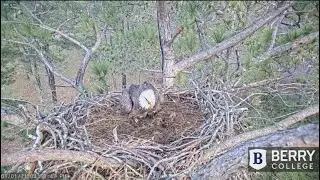 Berry Nest - First Egg for the New Couple 1-1-21
