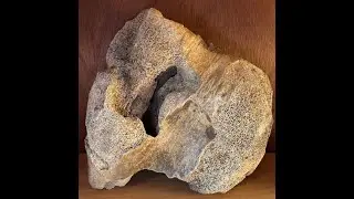 Mammoth Leg Bone 🦴 & Mammoth Hip Bone Paleo Story Stone (Bone) Face & Mammoth Effigies