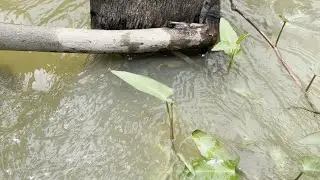 Many fish are trying to swim against the strong current. 🐟🌊