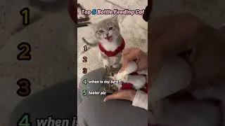 Top 5 Cutest Kittens Getting Bottle Fed | Adorable Cat Moments #Shorts