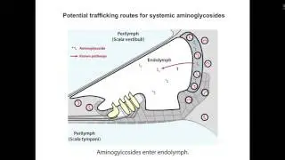 Cochlear Trafficking Mechanisms