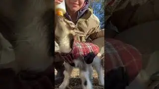 Feeding our bottle baby doeling #babygoat #doe #goat #babygirl #nigeriandwarf #farm #farmlife #texas