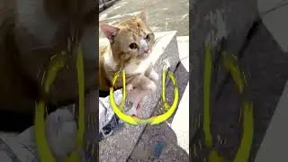 Tuning a Cat