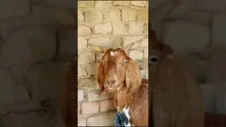 Laughing Goat