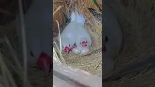 White Java Breeding | breeding progress | Java | #java #breeder #pair #chicks #parrot
