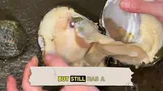 Freshwater Pearl Farming in China   How Pearls are Made #4k #4kvideo