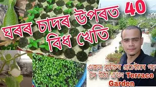 চাদৰ উপৰত‌ এখন শাক পাচলিৰ বাগিচা #assam #assamesevlog #terracegarden #newvlog @terracegardening