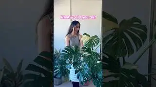 Would you choose a hug or plants?! Give me the plants!
