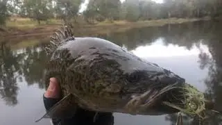 Dumaresq River cod fishing