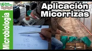 Cómo PREPARAR MICORRIZAS 🍄 de un producto para una superficie determinada