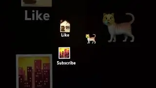 Where should the cat live