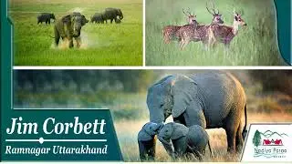 Jim Corbett Contact Number