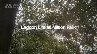 Lagoon Life at Milton Park