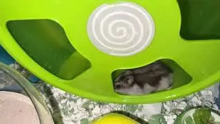 Very fast hamster running in the wheel 🛞