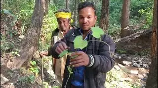 असाध्य रोगी को ठीक करने वाला बेल vine that cures incurable diseases#rajtakvlogs 