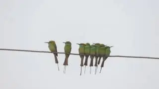 Huddling Behavior of Green Bee-eaters