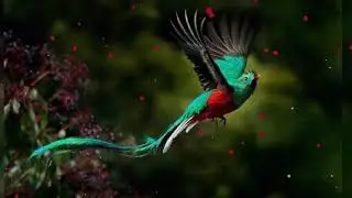 #NCS Forest Bird Sounds | NoCopyrightSounds Bird Forest Soulful Sound || Sound to Sleep NCS BGM