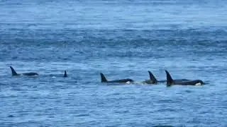 Take Action to Help Endangered Orcas